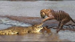 BRUTAL FIGHT  CROCODILE VS TIGER  FIGHT TO DEATH [upl. by Artened]