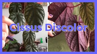 CISSUS DISCOLOR  Care Tips and Tricks [upl. by Dail924]