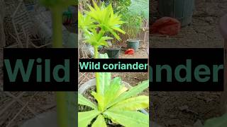 Health benefits of wild coriander ଜଙ୍ଗଲୀ ଧଣିଆର ସ୍ୱାସ୍ଥ୍ୟ ଉପକାରିତା ☺️ [upl. by Friedberg22]