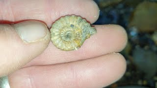 Fossil hunting in lyme regis for pyrite ammonites feb 2024 [upl. by Nosahc]