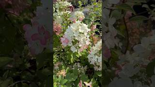 diamant rouge hydrangea гортензия garden гортензія flowers parkjardinshorts アジサイajisai [upl. by Aninahs669]