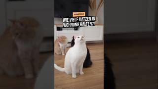 Wie viele Katzen kann man in der Wohnung halten 😻😽😺songmics songmicshomede [upl. by Atinej354]