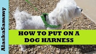 How to Put on a Dog Harness Dollar Tree Harness [upl. by Placido851]