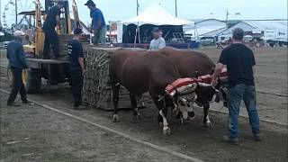 Oxen pulling hook on stay on at The Big Ex [upl. by Cock]