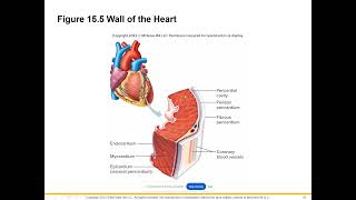 Cardiovascular Lecture Part 1 [upl. by Ymmak949]