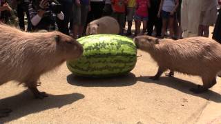 カピバラのジャンボスイカタイム Capybara VS Huge watermelon [upl. by Pennie]