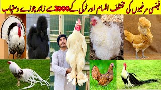 Fancy Hen Different breed chicks Available  Turkey Bird Chikes Available vlog [upl. by Llemert634]