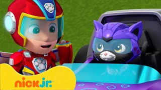 Paw Patrol  La Squadra dei Cuccioli  Nuove alleanze con il Cat Pack e la Mini Patrol  Nick Jr [upl. by Assenaj]