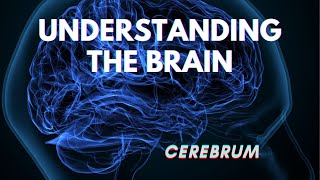 Understanding The Brain  CEREBRUM  Part 1  Human Brain  JUST KNOW [upl. by Pool281]