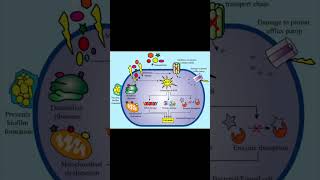 Antibacterial and antimicrobial activities of nanoparticles [upl. by Hedley439]