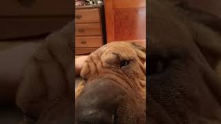 Tank the cane corso shar pei mix being cute canecorso sharpeidog puppy dogs cats animals cute [upl. by Ebonee]