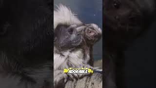 CottonTop Tamarins The Rainforests Seed Spreading Heroes [upl. by Loree]