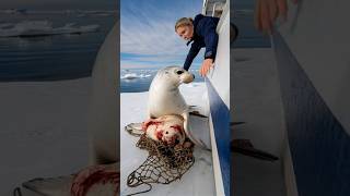 A touching story about a mother seal calling for help from the sailors on the ship to save her baby [upl. by Boru]