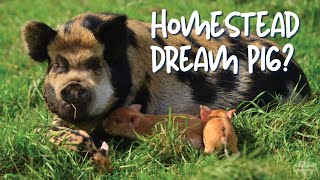 Idaho Pasture Pig The Ultimate Homestead Pig [upl. by Tessie300]