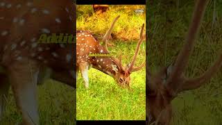 Deer Facts That Will Amaze deer deerhunting deerhead animal animals wildlife shorts facts [upl. by Carolin]