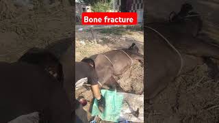 Fracture of metatarsal bone in buffalo treatment symptoms animals fracture 💕💕💕 [upl. by Lananna]