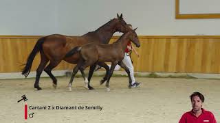 Utani SPS Cartani Z x Diamant de Semilly [upl. by Dieterich148]