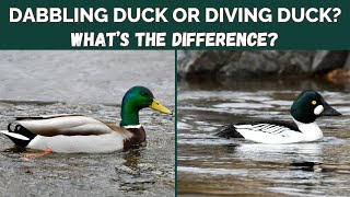 Dabbling Duck or Diving Duck  Whats the difference [upl. by Carlo]