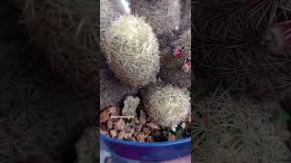 Mammillaria elongata 🖤🖤🖤 [upl. by Anelhtak]