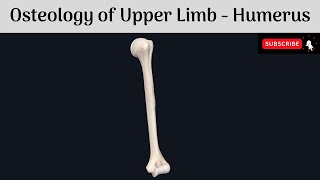 Osteology of Upper Limb  The Humerus  Parts  Features  Attachments  Clinical Correlations [upl. by Kironde739]