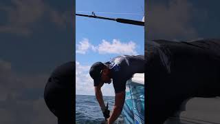 Man Vs Beast Blue Marlin tosses captain like a rag doll bluemarlin marlinfishing marlin [upl. by Atiuqehs735]