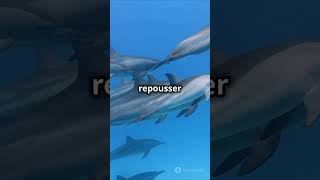 Requin vs Dauphin  Le Combat Épique [upl. by Sherry]