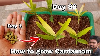 How to grow Cardamom from seeds How to grow elaichi [upl. by Ydnih]