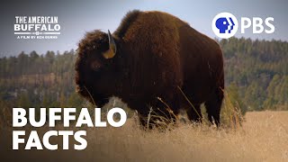 Surprising Facts About Buffalo  The American Buffalo  A Film by Ken Burns  PBS [upl. by Horter]