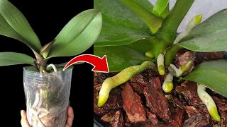 How to Repot an Orchid Without Killing It  Orchid Care for Beginners [upl. by Vasily616]