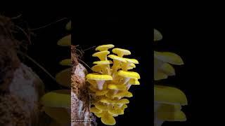 Pleurotus citrinopileatusMushroom Growing timelamspe04 fungus terrarium mushroom [upl. by Zusman]