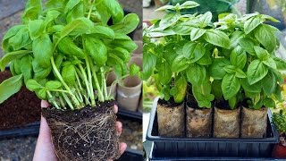 Split Supermarket Basil into Individual Plants [upl. by Rramahs309]