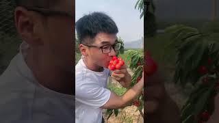 Planting of new fruit plantsfarming healthyfoood food vairalvideo shortvideo [upl. by Sokul]