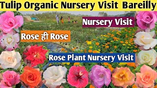 Rose Nursery Visit🌹Plant Nursery Visit👍Tulip Organic Nursery Visit Bareilly👏Nursery Visit With Price [upl. by Esinrahs]