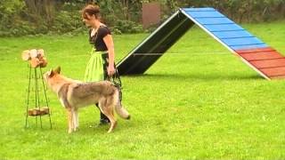 Czechoslovakian Wolfdog Obedience Tournament BgH3 [upl. by Reffineg]