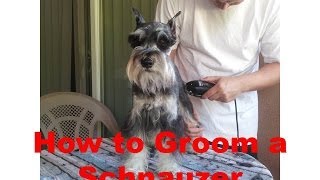 How to Groom a Miniature Schnauzer [upl. by Bea212]