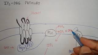 IP3 DAG pathway in GPCR  pharmacology shorts [upl. by Lurleen282]