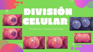 Division celular [upl. by Ocinom553]