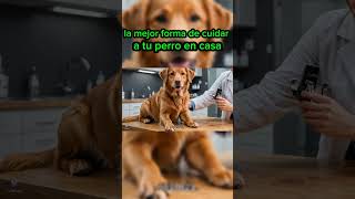 Cuidados para tu perro en casa educanino dog educacioncachorro mascotas perro [upl. by O'Reilly30]