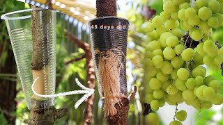 How To Air Layer Gooseberry Plant For Beginner l Growing Gooseberry From Cutting [upl. by Eniaj826]