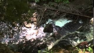 Someone has been illegally dumping trash in the ravine [upl. by New]