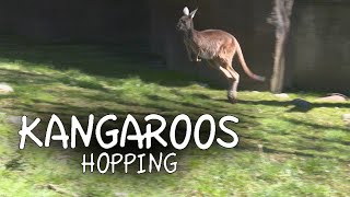 Kangaroos Hopping [upl. by Enyr]