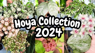 Hoya Collection 2024 🌱 ALL OF THEM 😍 [upl. by Annekim548]