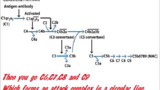 The Complement System Song [upl. by Kamin336]