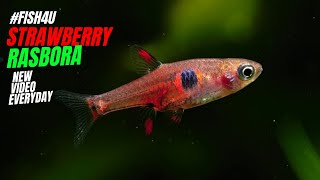 Boraras Naevus Strawberry Rasbora Tiny Sweethearts for a Happier and Vibrant Aquarium 🍓🐠 FISH4U [upl. by Guyer]