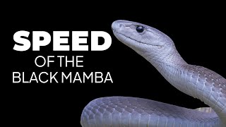 The Speed of the Black Mamba learnwithus blackmamba mamba snake snakes [upl. by Rednasxela]