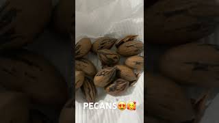 Another Fall favorite Pecans fallseason shortvideo shortsfeed [upl. by Donielle636]