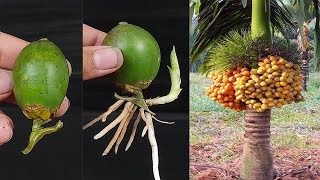 Unique Skill How to grow Betel Nut tree from Betel Nut  How to make a Betel Nut tree very easily [upl. by Klug]