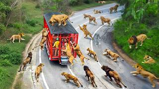 65 INCREÍBLES MOMENTOS EN LOS SAFARIS CAPTADOS POR LAS CÁMARAS [upl. by Olson957]