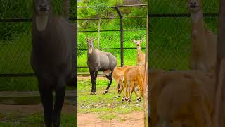 Nilgai Family [upl. by Madelaine]