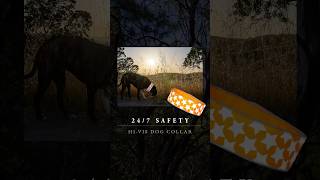 HiVis Collar  247 Dog Safety doglover [upl. by Ecinaj495]